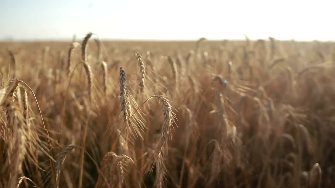 Stock Video Golden Tops Of Wheat Live Wallpaper For PC - Free Download