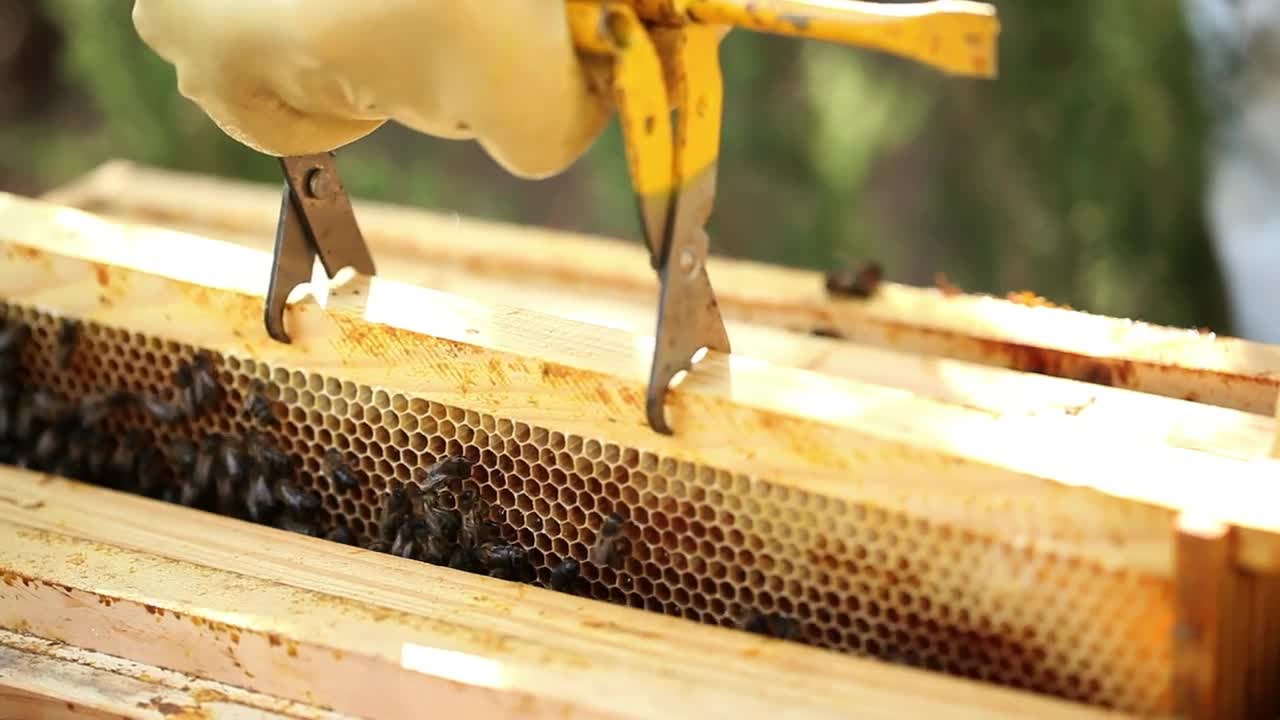 Stock Video Beekeeper Removing A Board With A Honeycomb Full Of Bees Live Wallpaper For PC - Free Download