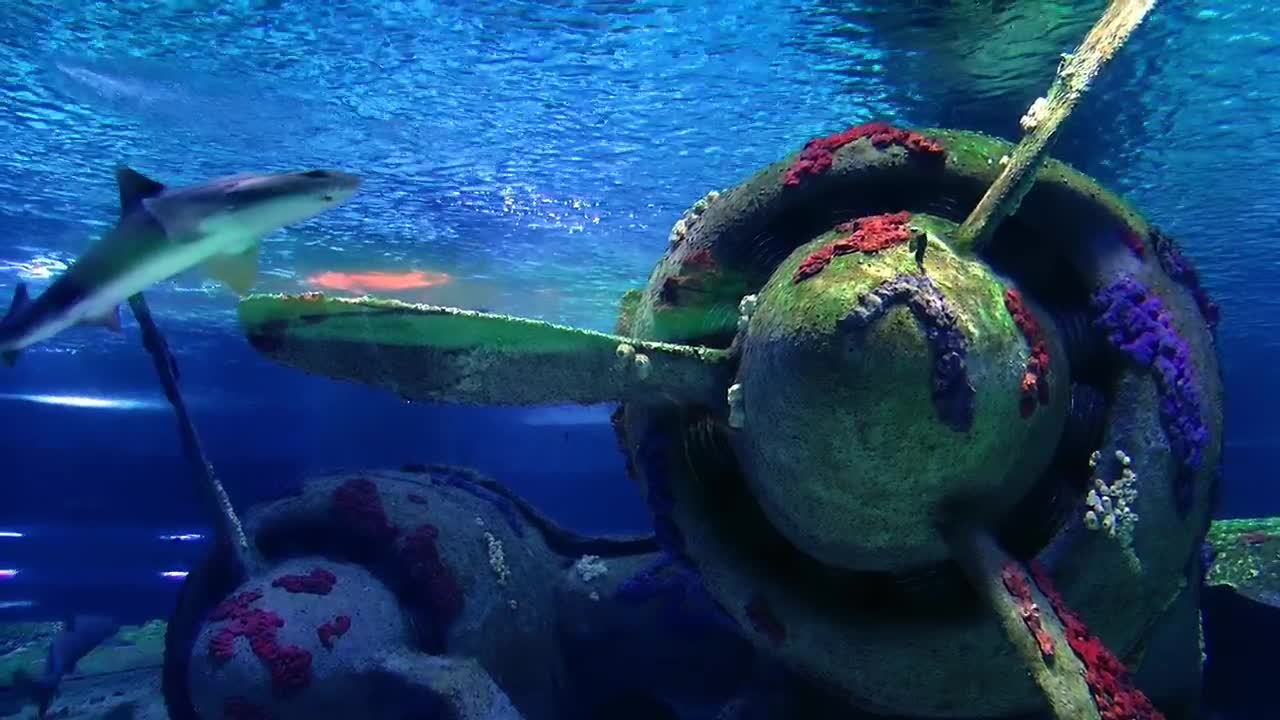Free Stock Video Sharks Swimming Near A Sunken Plane Live Wallpaper - Free Download