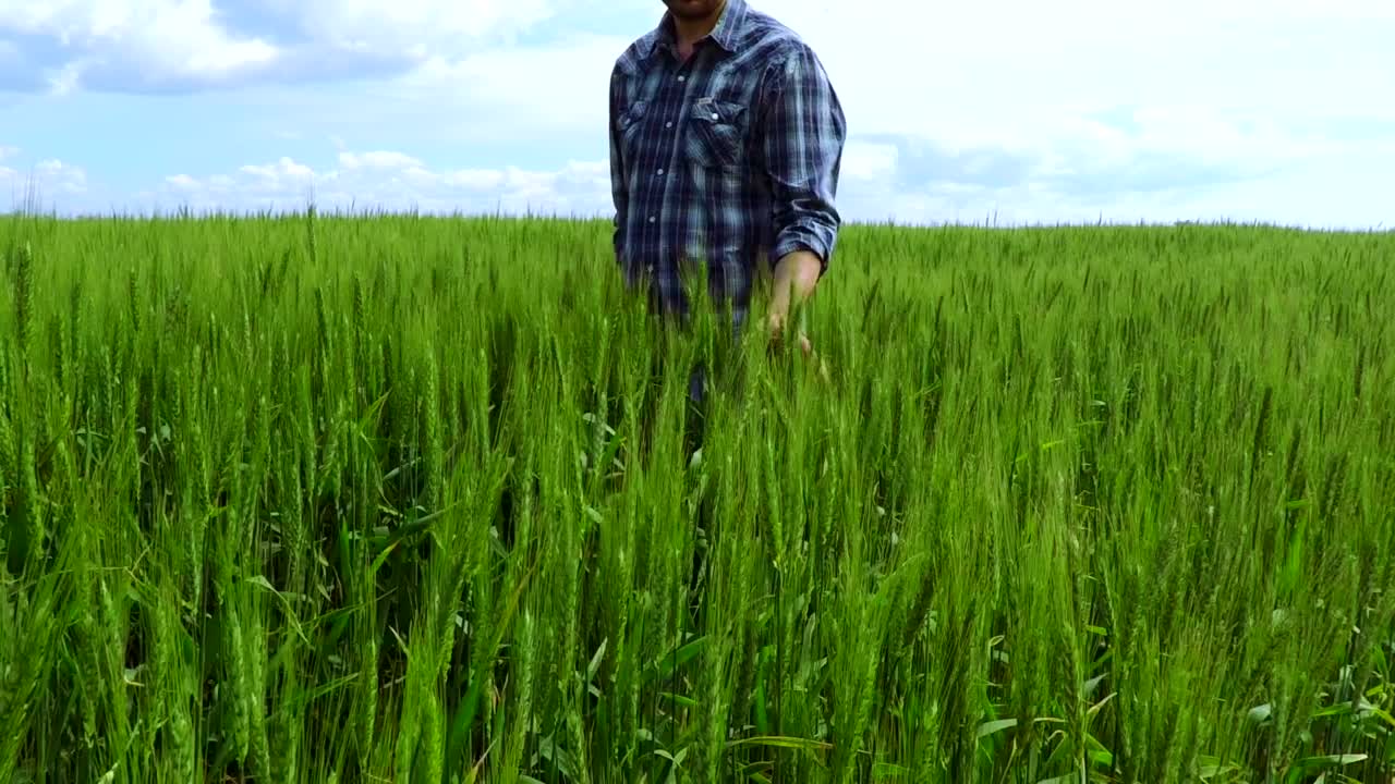 Stock Video Peasant Walking Through A Wheat Field Live Wallpaper - Free Download
