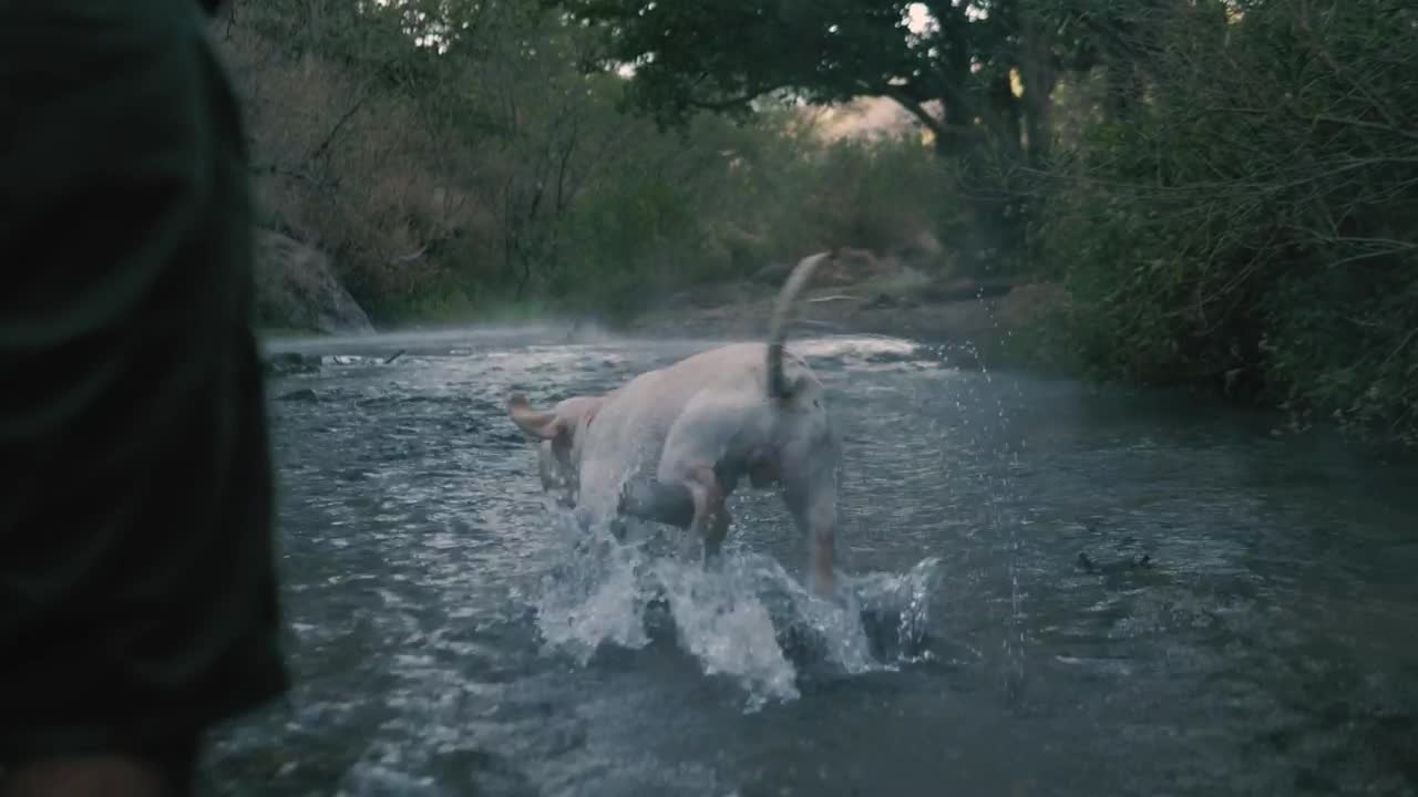 Stock Video Dog Catches A Ball In A River Live Wallpaper For PC - Free Download