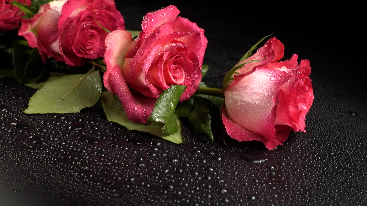 Free Stock Video Roses On A Black Table With Water Drops Live Wallpaper - Free Download