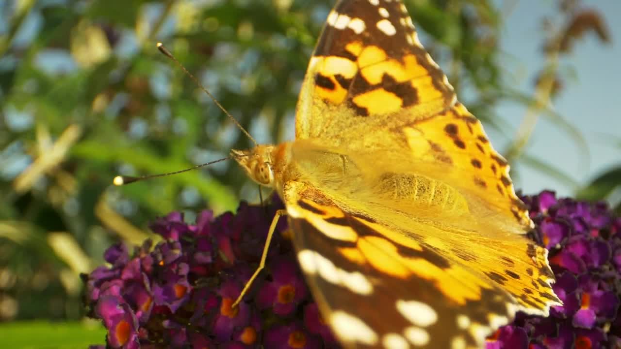 Stock Video Macro Shot Of A Summer Butterfly Animated Wallpaper - Free Download