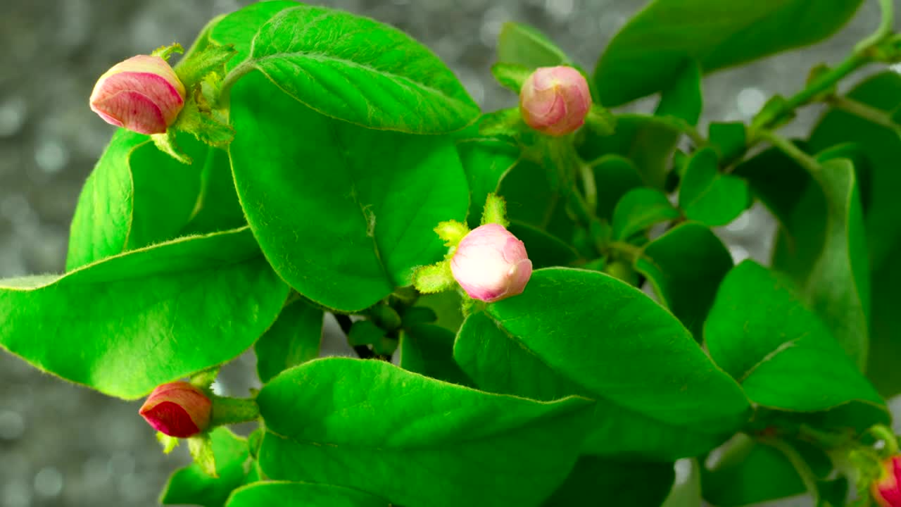 Free Stock Video White Apple Tree Flowers Blooming Live Wallpaper - Free Download
