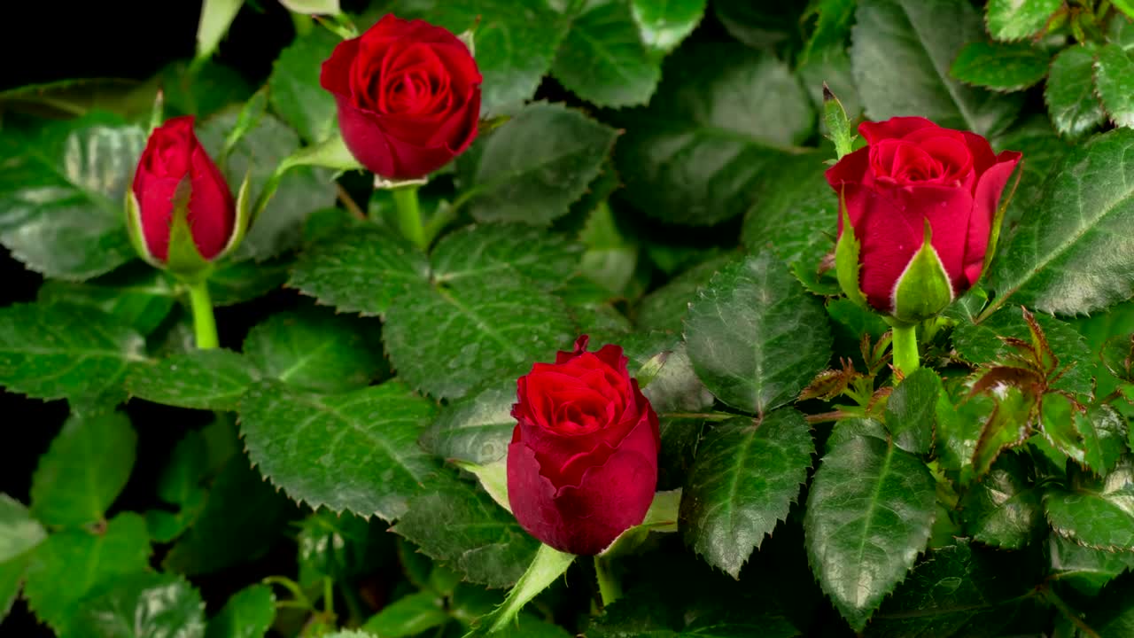Free Stock Video Roses Blooming On A Rosebush Live Wallpaper - Free Download