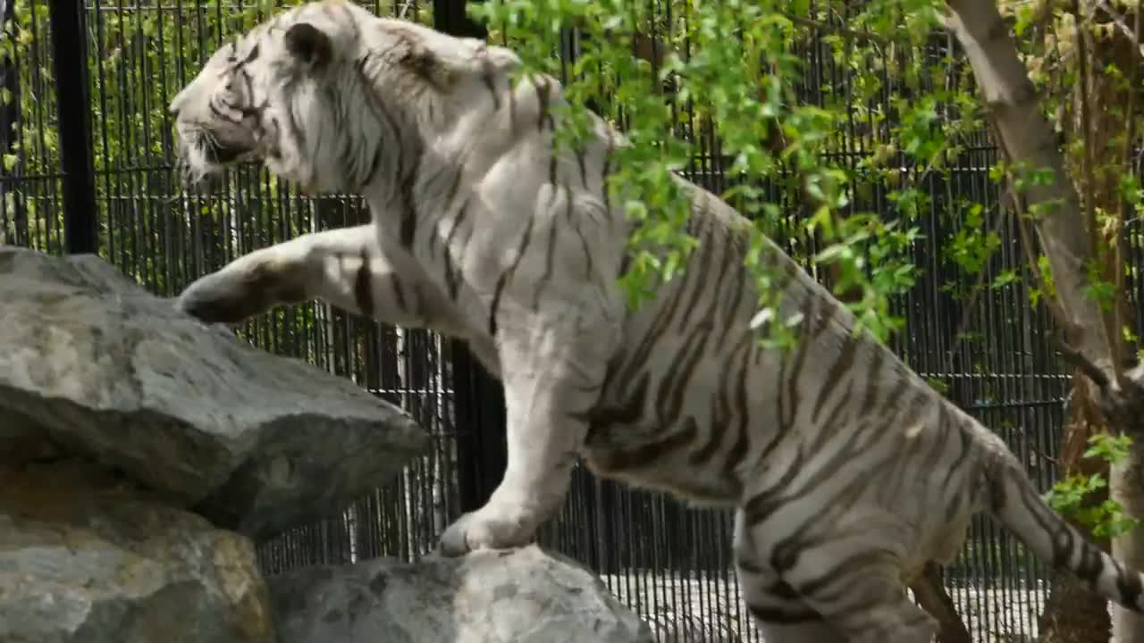 Stock Footage White Tiger Climbing Rocks At The Zoo Live Wallpaper - Free Download