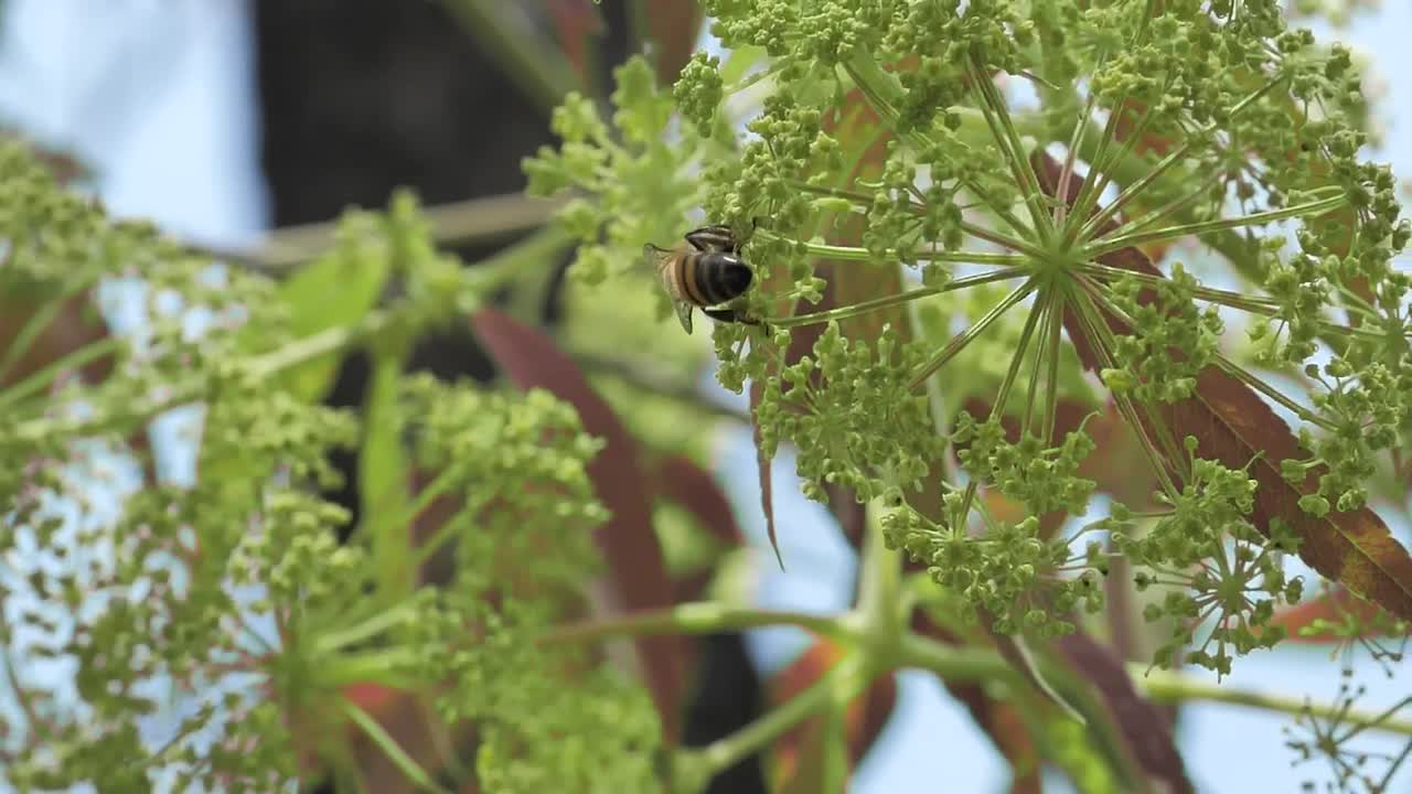 Stock Video Bees On Green And Small Flowers Live Wallpaper For PC - Free Download