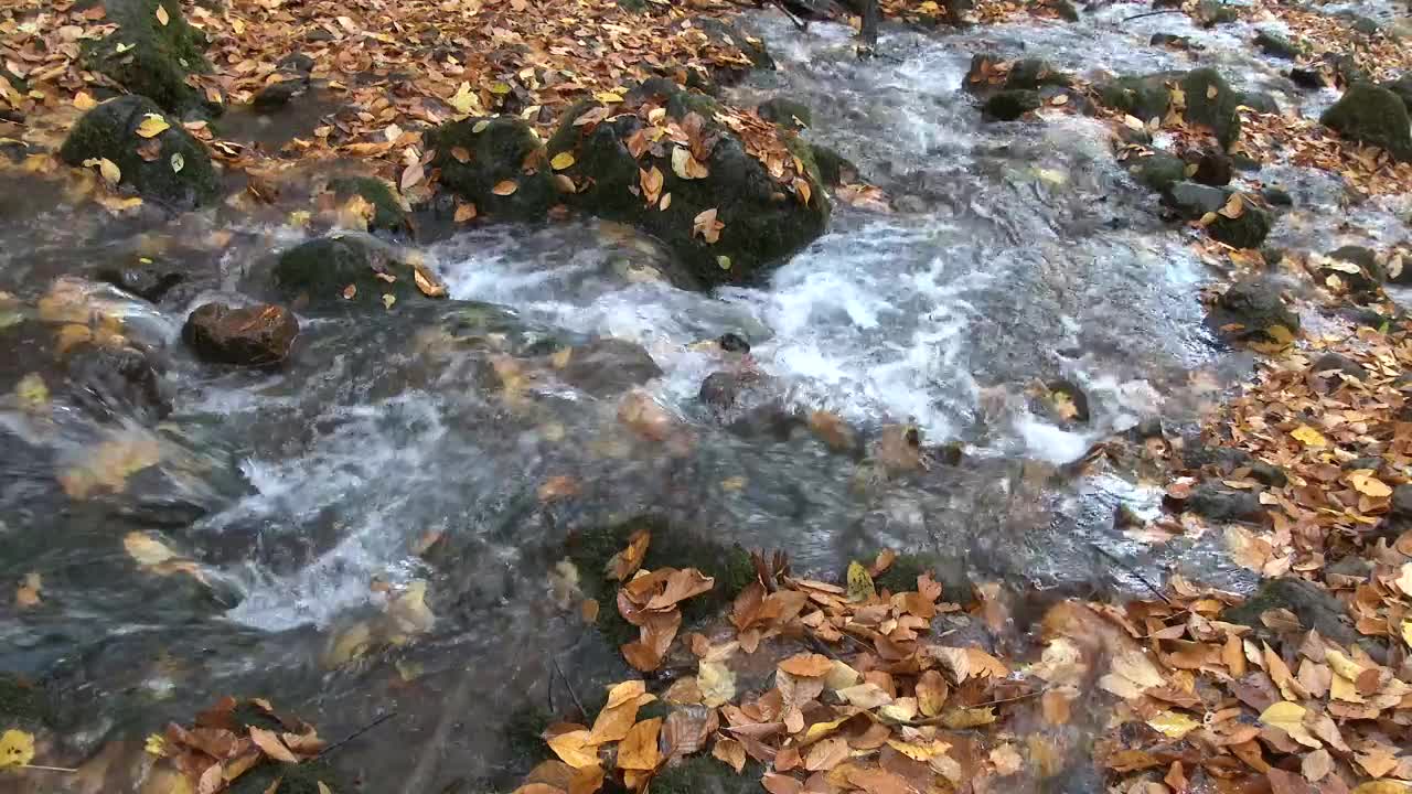 Stock Video Forest Creek In Autumn Live Wallpaper For PC - Free Download
