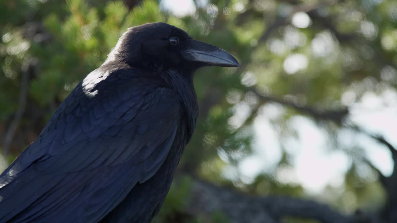 Video Stock Raven Looking Around In A Tree Live Wallpaper Free - Free Download