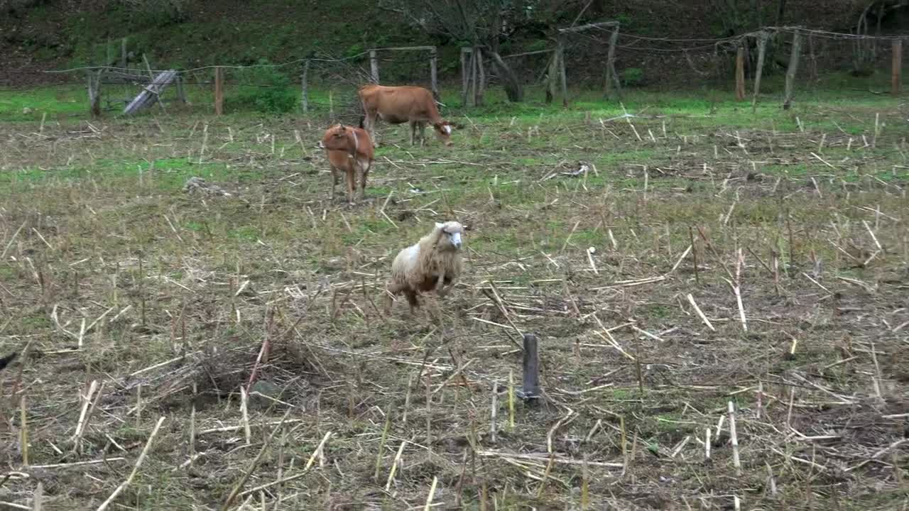 Free Stock Video Sheep And Calf Cow Fighting In The Field Live Wallpaper - Free Download