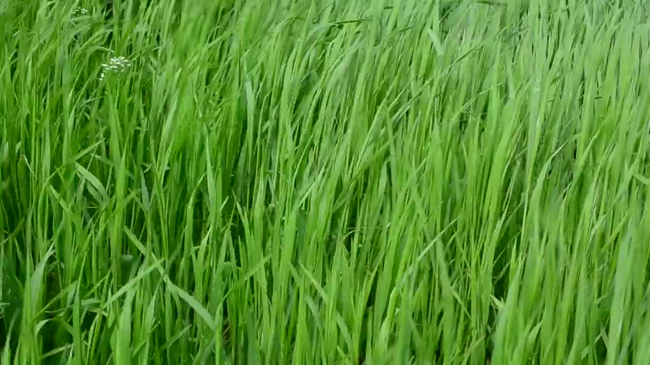 Stock Video Grass After Rainfall Live Wallpaper For PC - Free Download