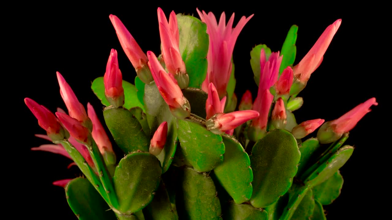 Video Stock Cactus Blooming Live Wallpaper For PC - Free Download
