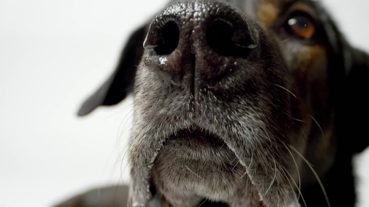 Stock Video Dog Licking Live Wallpaper For PC - Free Download
