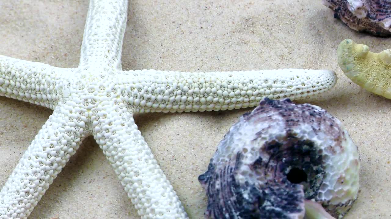 Free Video Stock Starfish And Shells In The Sand Underwater Live Wallpaper - Free Download
