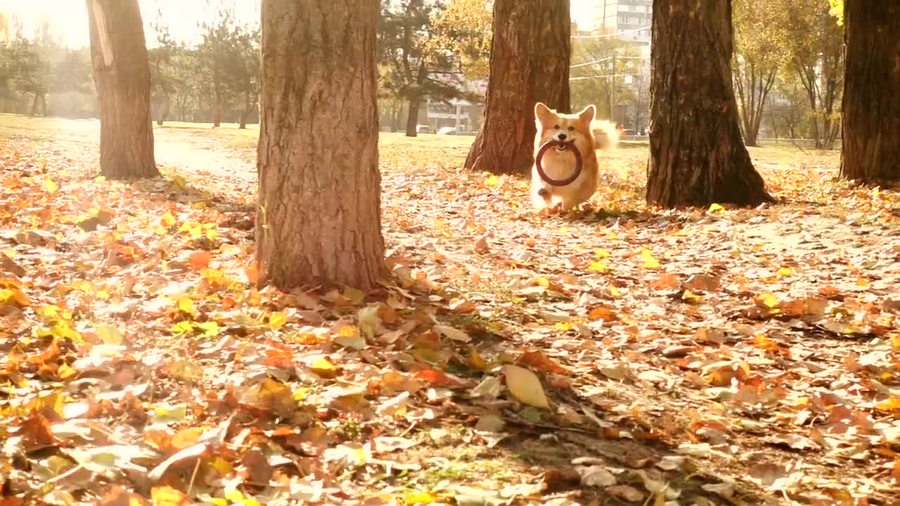 Stock Video Corgi Dog Running In An Autum Forest Live Wallpaper For PC - Free Download