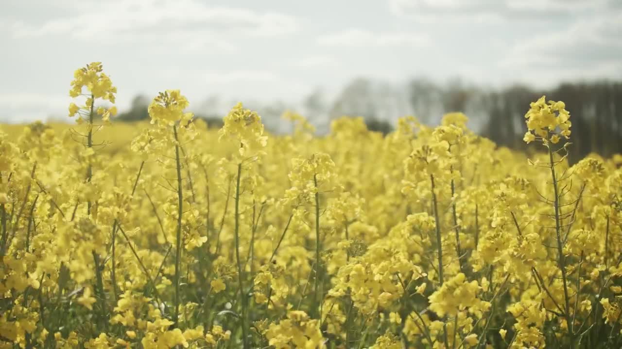 Stock Video Crops Swaying Under A Summer Sky Live Wallpaper For PC - Free Download