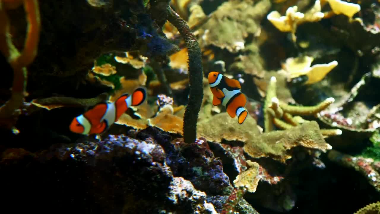 Stock Video Clown Fish Swimming Near More Fish Live Wallpaper For PC - Free Download