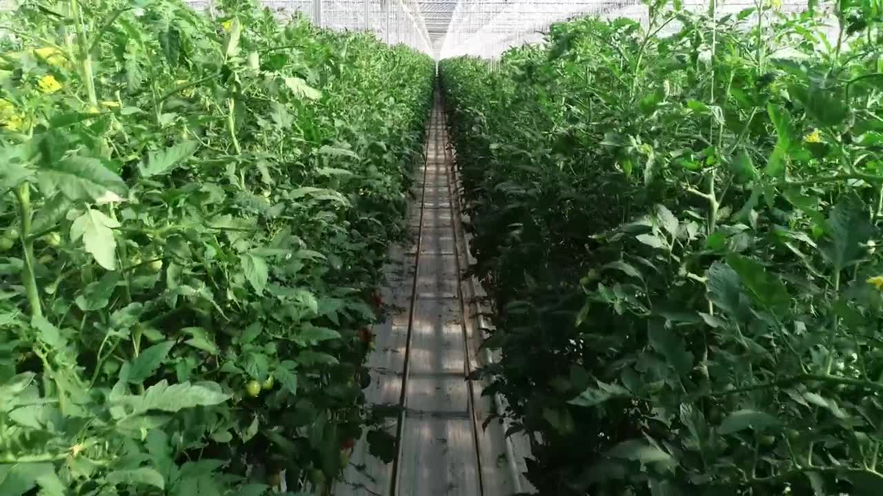 Stock Video Greenhouse Crops Growing Live Wallpaper For PC - Free Download