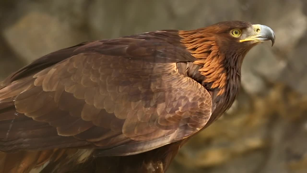 Stock Video Eagle Closeup Live Wallpaper For PC - Free Download
