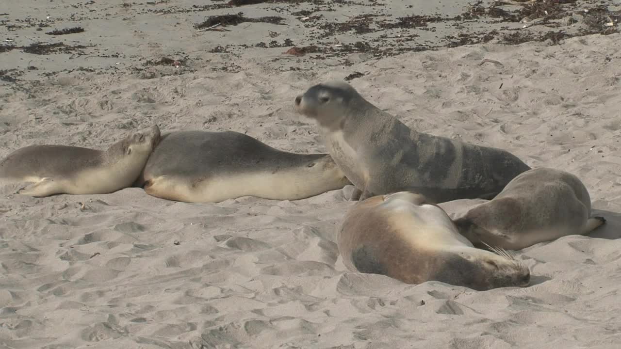 Free Stock Video Sea Lions Sleeping In The Sand Live Wallpaper - Free Download