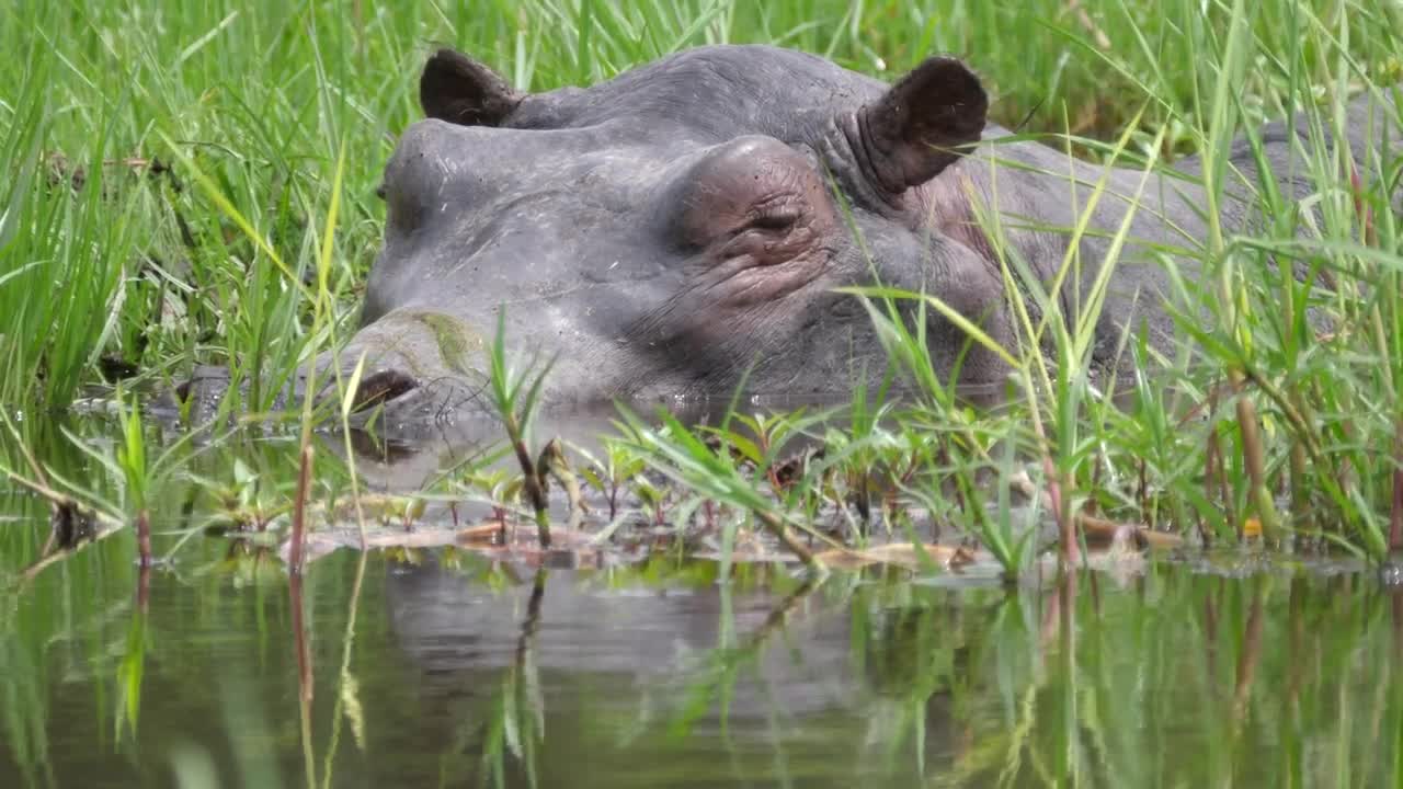 Video Stock Closeup Of A Hippo Sleeping In A Swamp Live Wallpaper For PC - Free Download