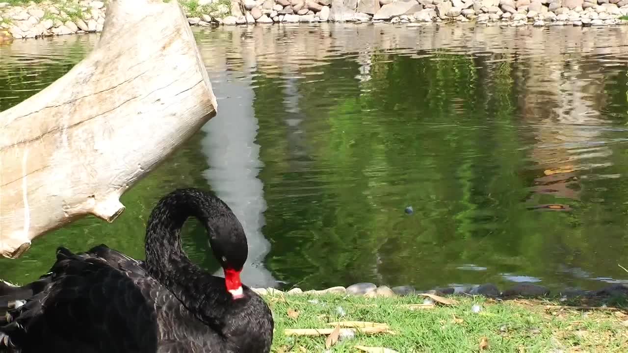 Stock Video Ducks In A Lake At A Zoo Live Wallpaper For PC - Free Download