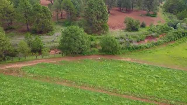 Stock Video Mixkit Flying Over A Field In A Large Forest Covered With Smal Live Wallpaper For PC - Free Download
