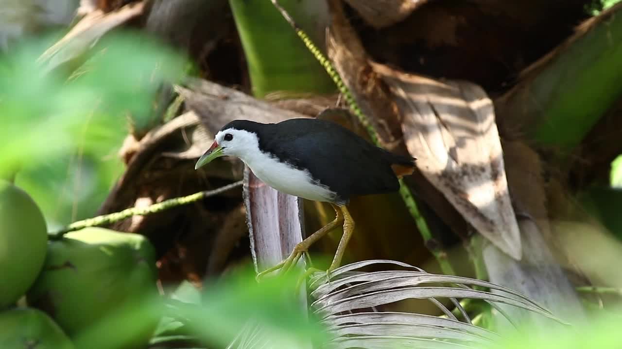 Stock Video Black And White Bird On A Fern Live Wallpaper For PC - Free Download