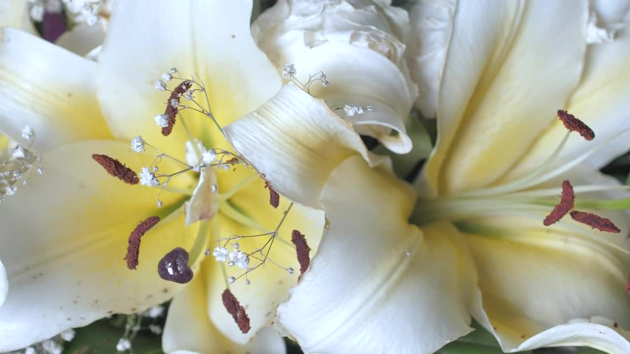 Stock Footage White Flowers With Yellow Overhead View Live Wallpaper - Free Download