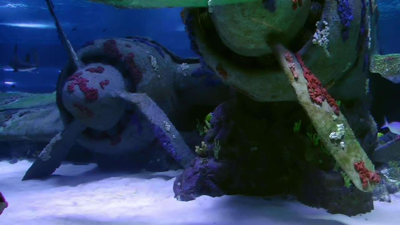 Free Stock Video Sharks Swimming At The Seabed Live Wallpaper - Free Download