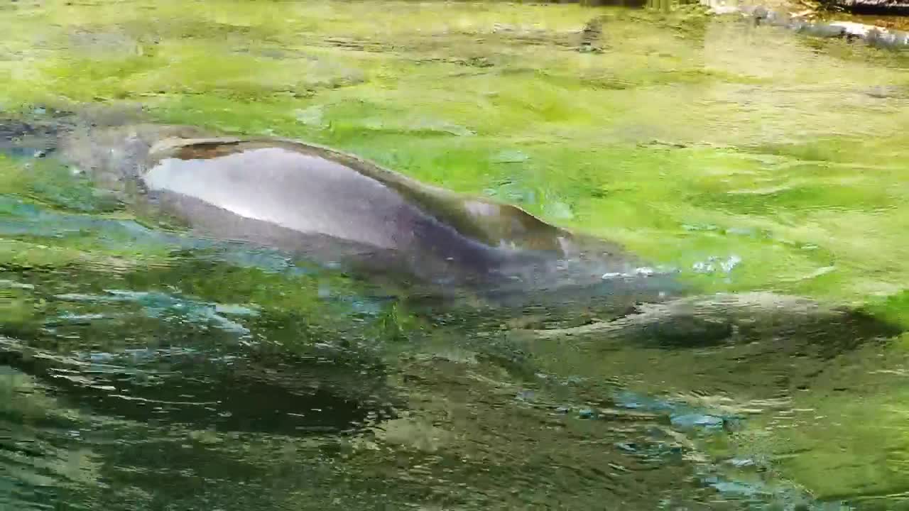 Free Stock Video Seal In The Water Live Wallpaper - Free Download