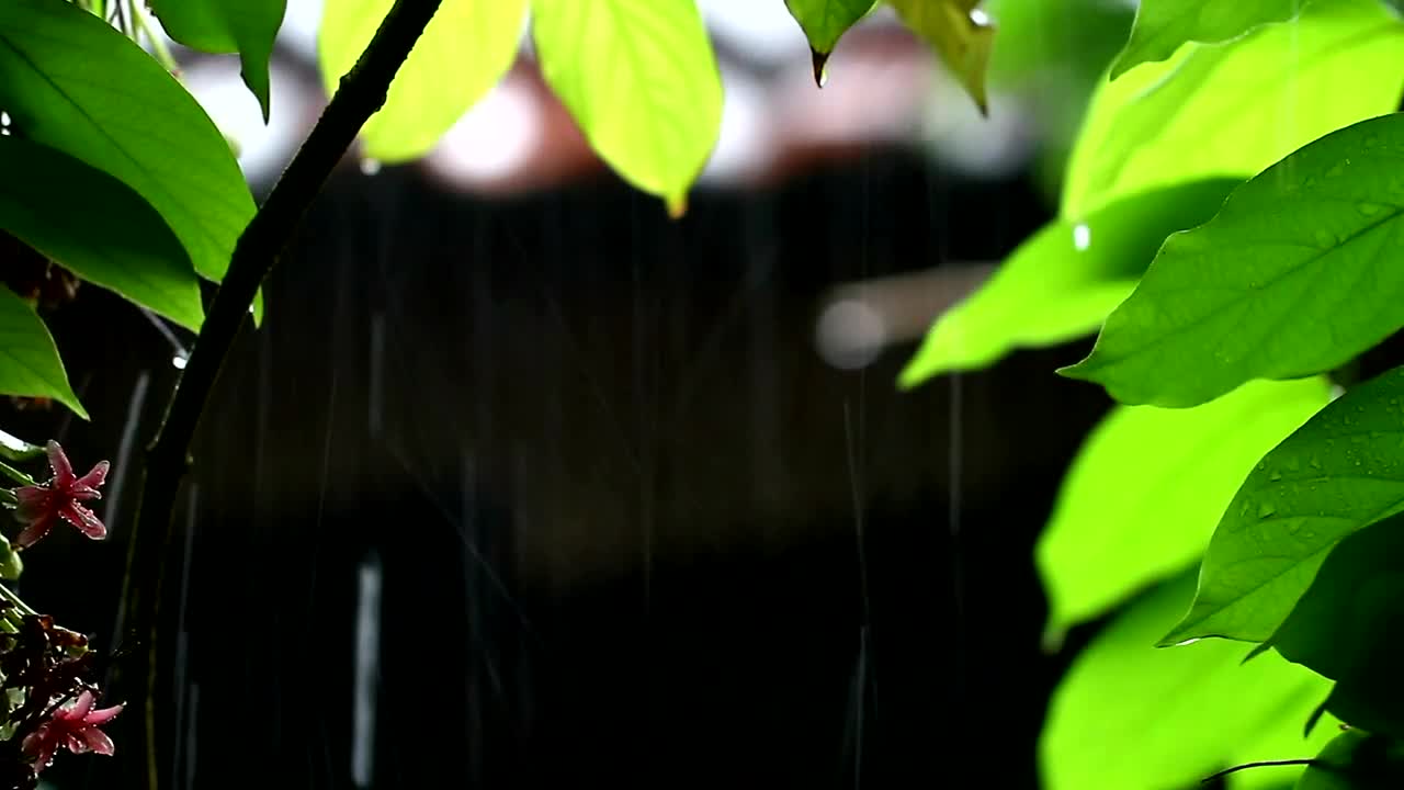 Stock Video Droplets Of Water Falling From Plants Live Wallpaper For PC - Free Download