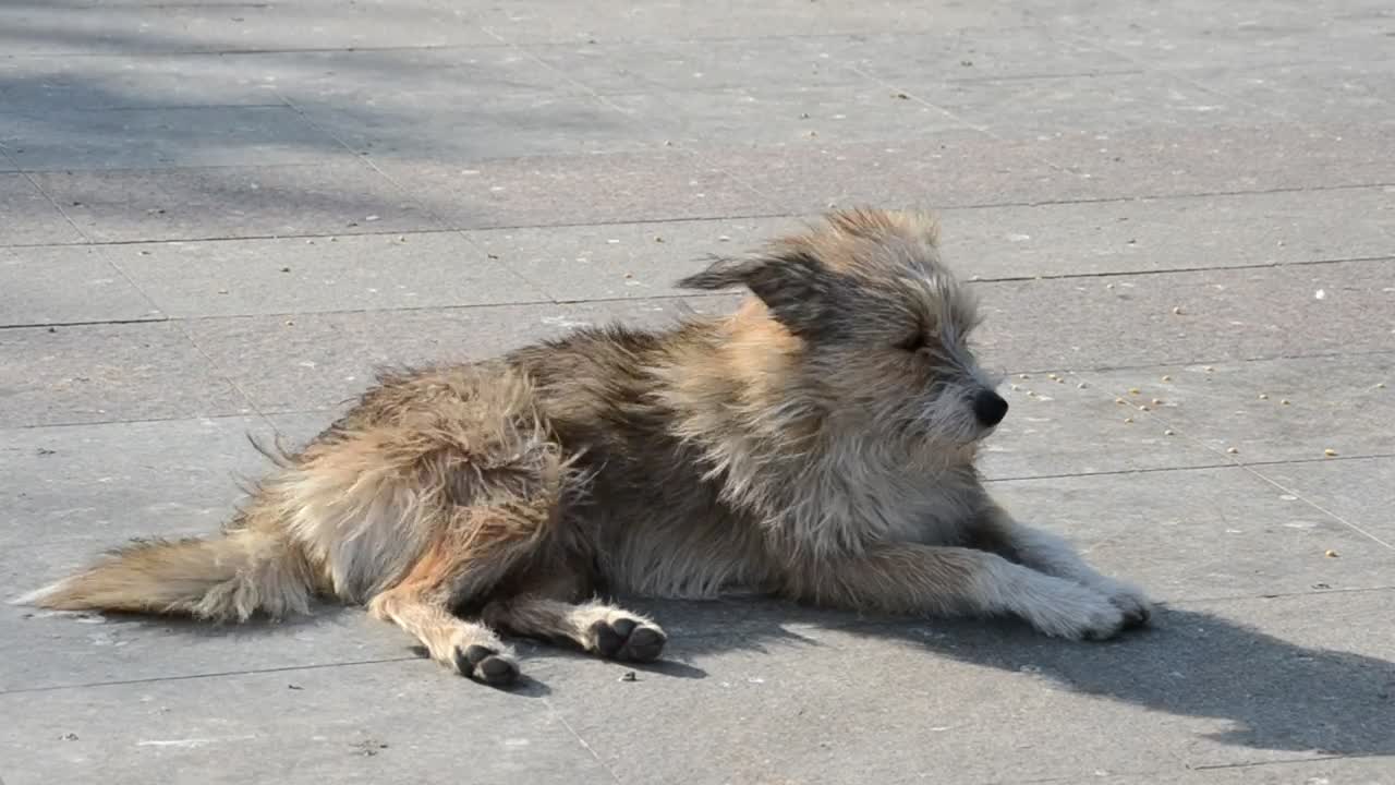 Free Video Stock Stray Dog Sunbathing Live Wallpaper - Free Download