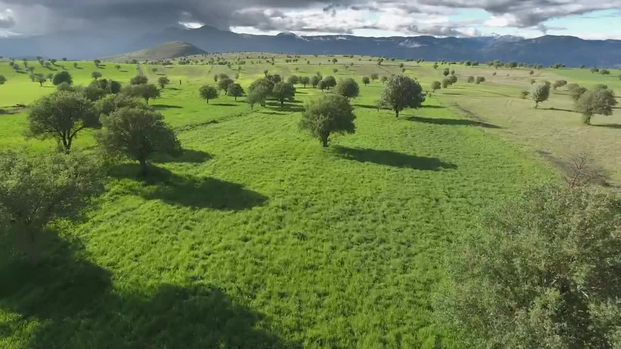 Free Video Stock Sparse Trees In The Green Valley Live Wallpaper - Free Download