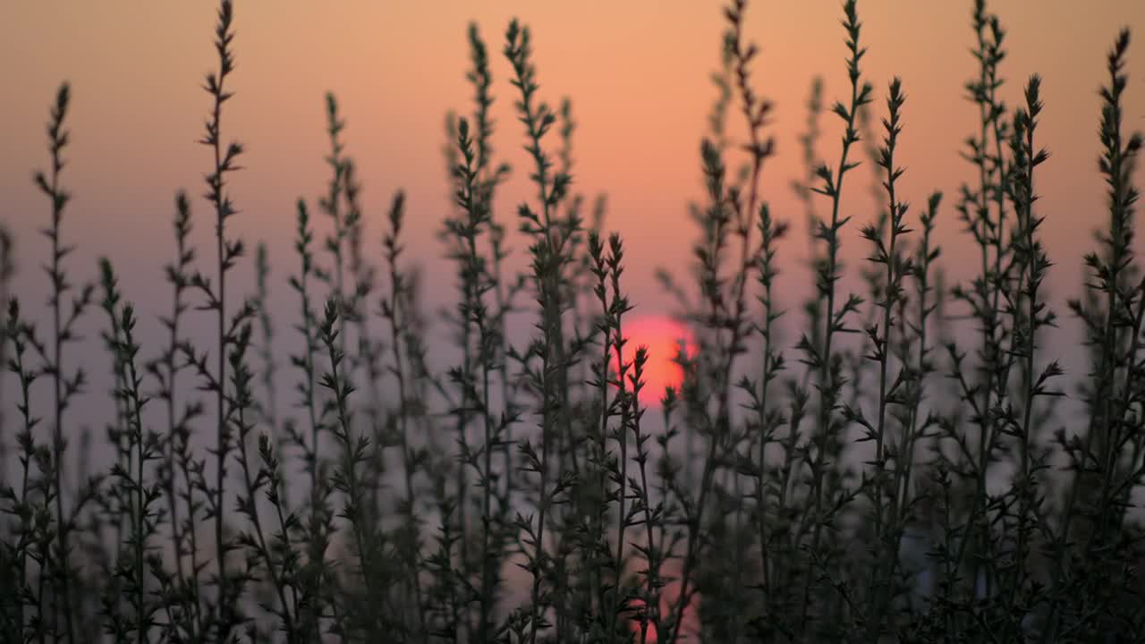 Free Video Stock sunset hidden behind the grass Live Wallpaper - Free Download