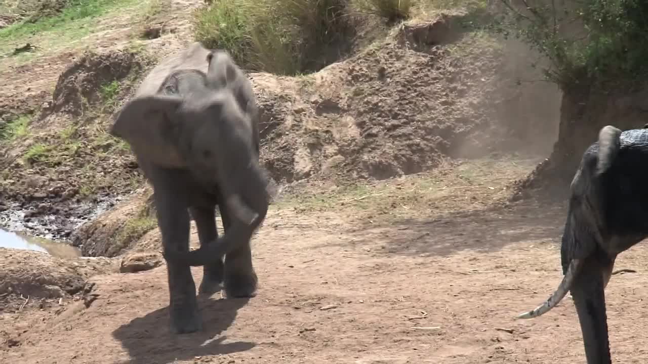 Stock Video Elephants At A Watering Hole Live Wallpaper For PC - Free Download