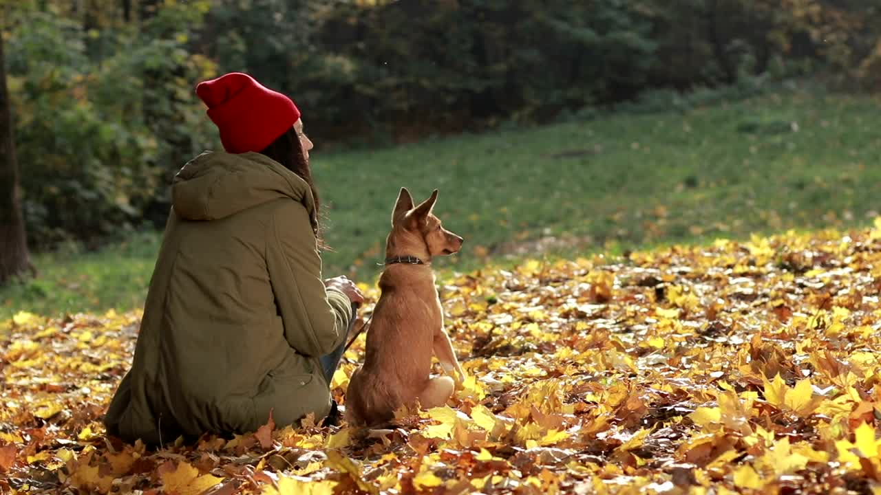 Stock Footage Woman And Her Dog Outside Live Wallpaper - Free Download
