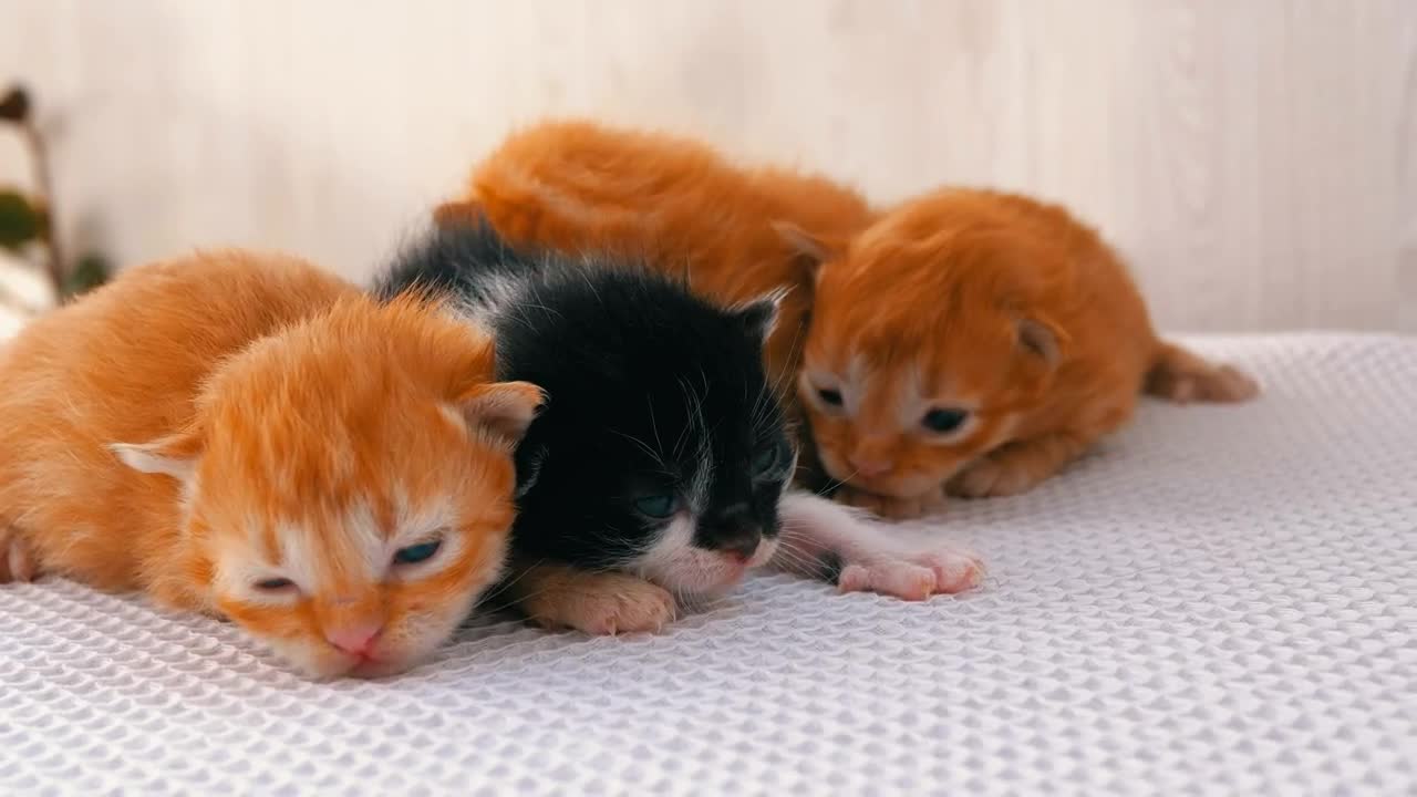 Stock Video Cute Newborn Kittens Live Wallpaper For PC - Free Download