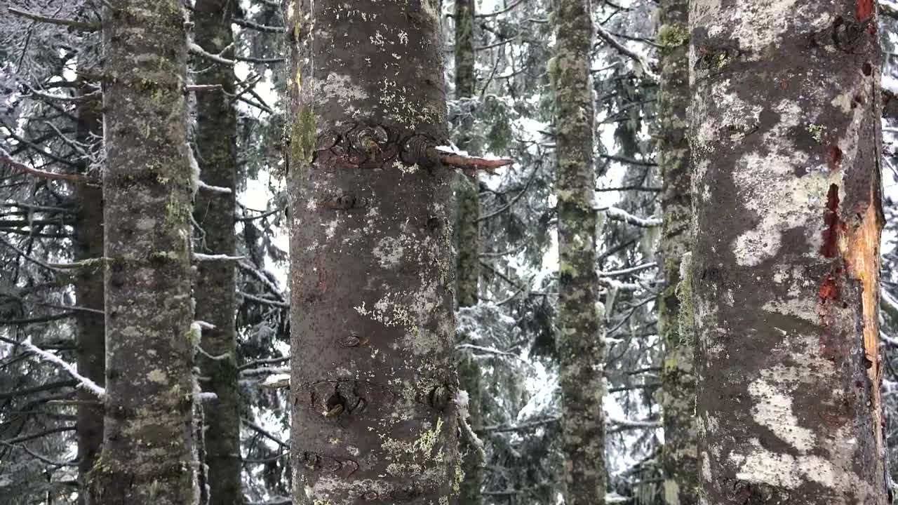 Stock Video Inside A Snowy Forest Animated Wallpaper - Free Download