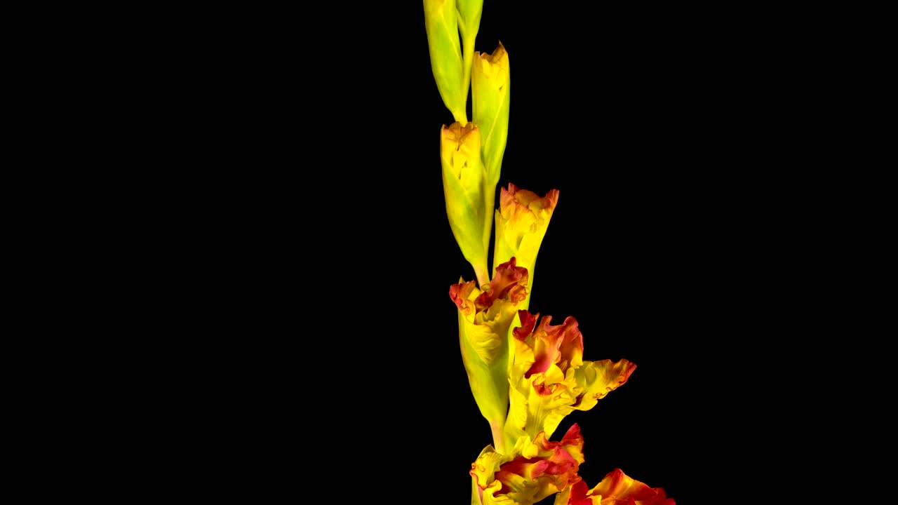 Free Stock Video Yellow And Red Gladiolus Flower Blooming Live Wallpaper - Free Download