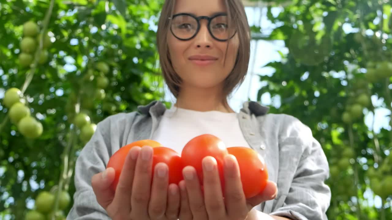 Stock Video Farmer Holding Tomatoes At A Greenhouse Live Wallpaper For PC - Free Download