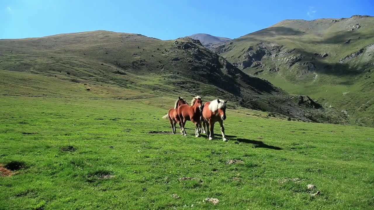 Free Stock Video Wild Horses Walking In The Mountains Live Wallpaper - Free Download