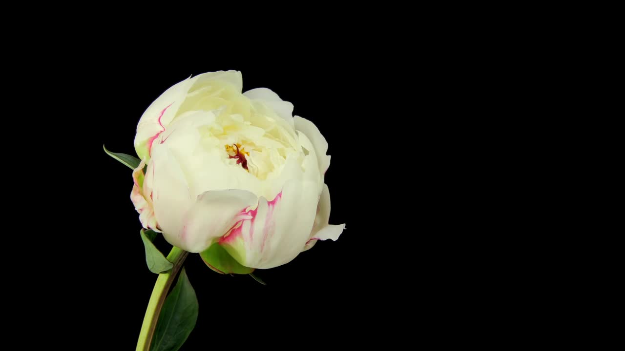 Free Stock Video White Rose Blooming On Black Background Live Wallpaper - Free Download