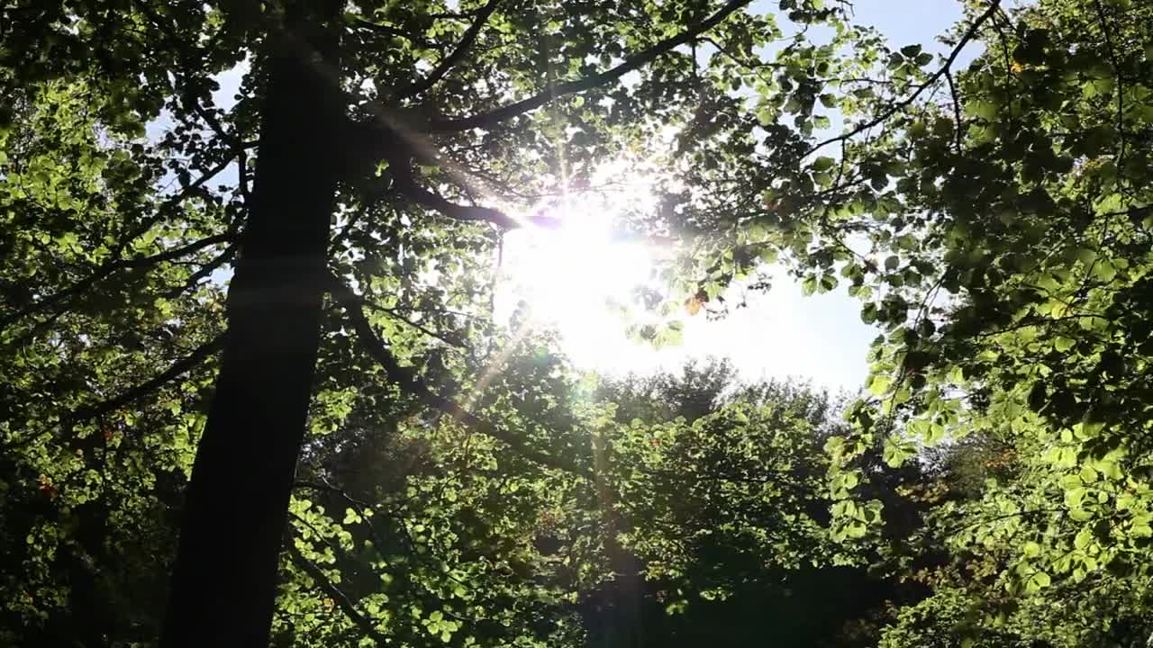 Stock Video Green Trees Under The Sun Light Live Wallpaper For PC - Free Download