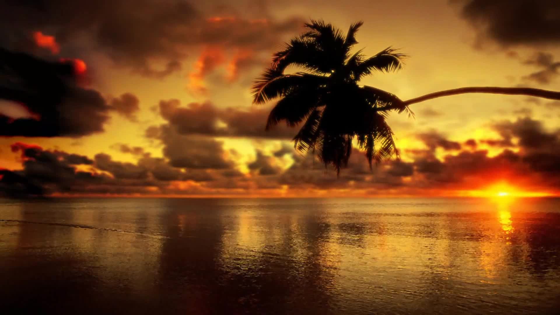Sunset Palm Live Wallpaper - Free Download
