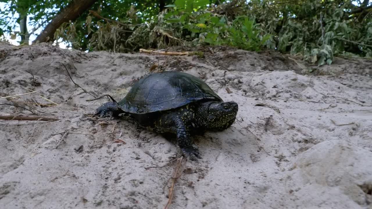 Free Stock Video Turtle Walking On The Sand Near The Beach Live Wallpaper - Free Download