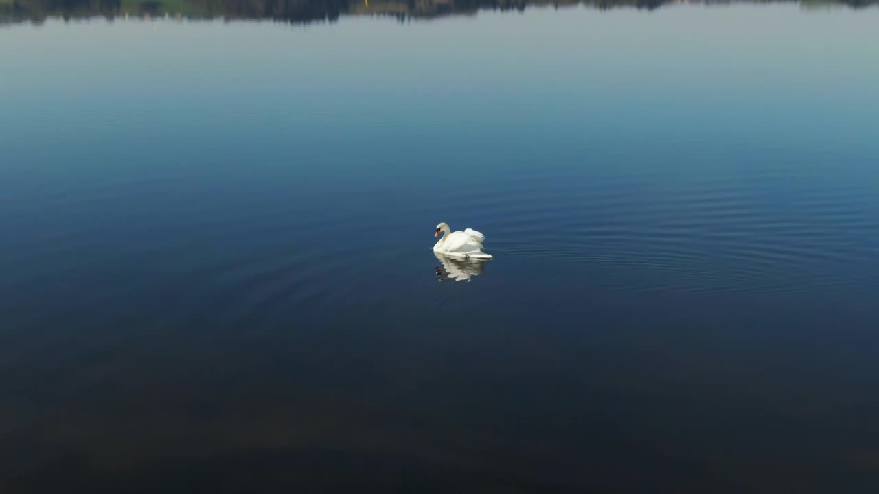 Free Video Stock swan swimming in a lake Live Wallpaper - Free Download