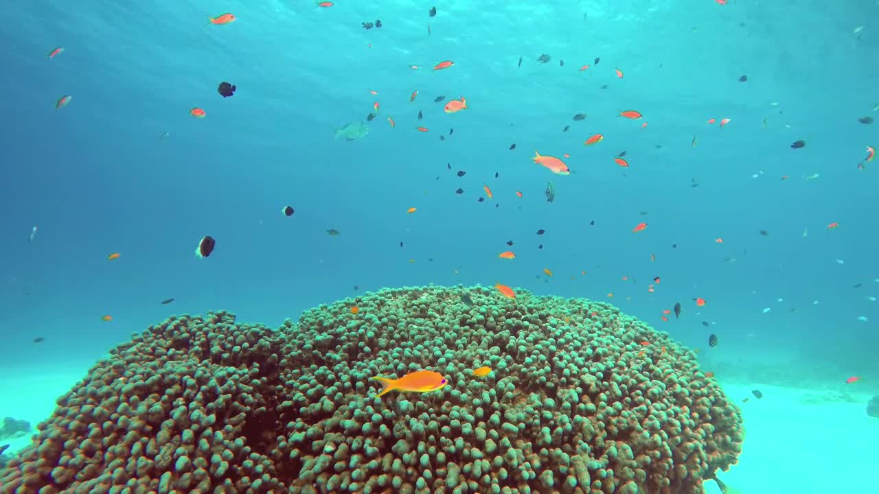 Stock Video Coral Fish Swimming Off The Coast Live Wallpaper For PC - Free Download