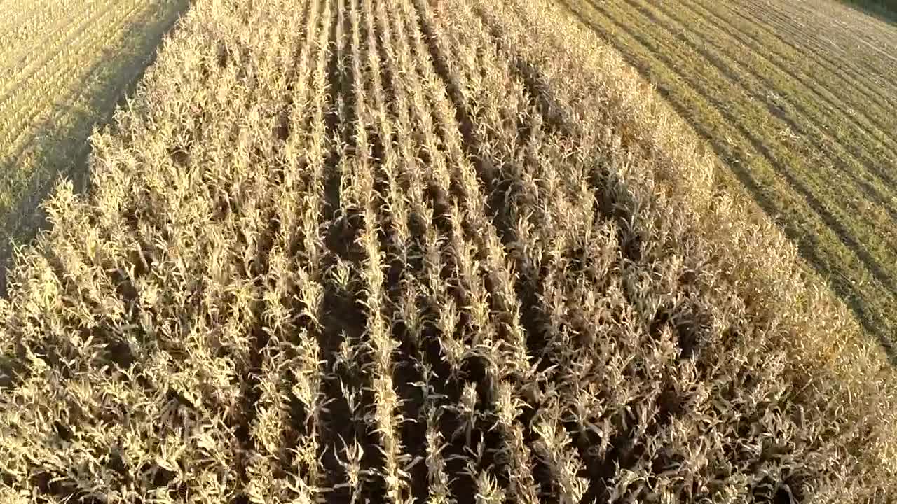 Stock Footage Wheat Field Being Harvested Live Wallpaper - Free Download