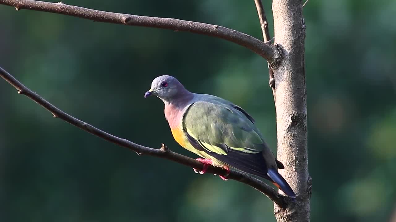 Stock Video Colorful Pigeon In A Tree Live Wallpaper For PC - Free Download